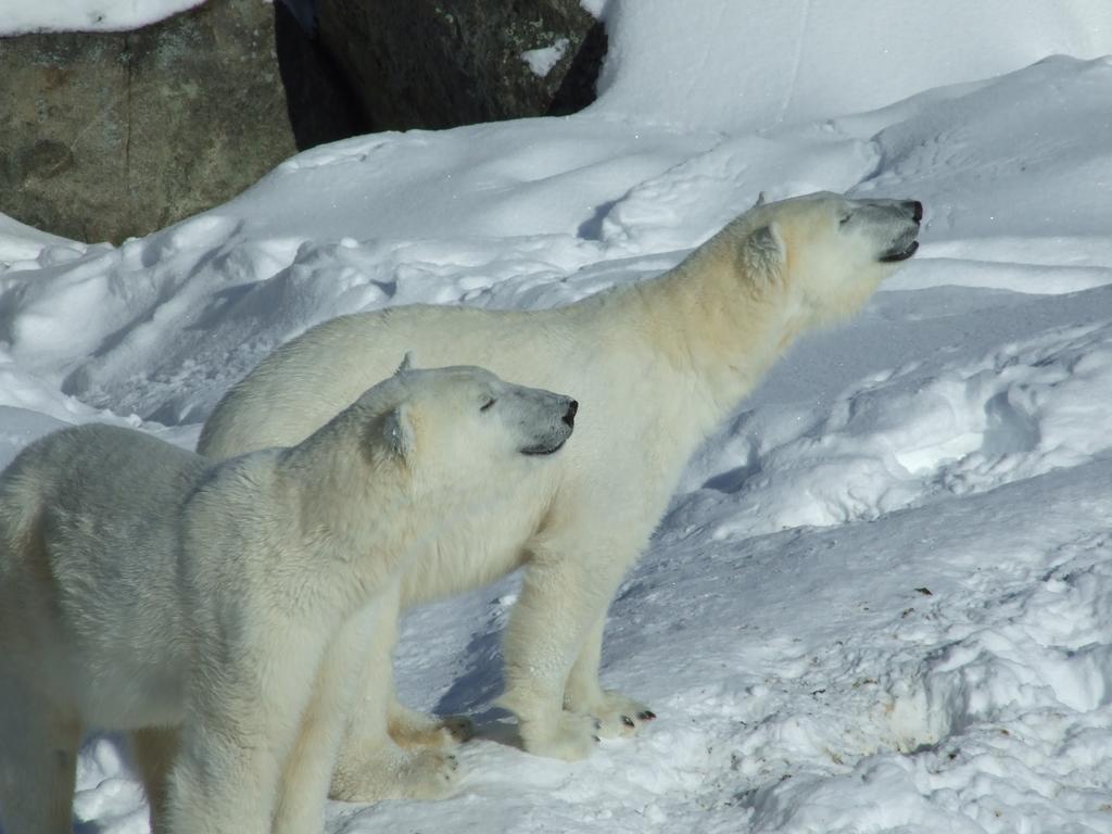 Lapland Igloo 호텔 라누아 외부 사진